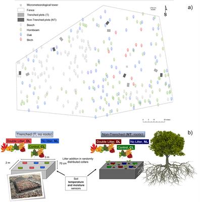 Shifts in the Abundances of Saprotrophic and Ectomycorrhizal Fungi With Altered Leaf Litter Inputs